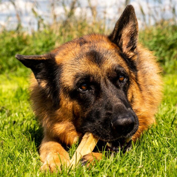 Käsekauknochen aus schmackhaften vegetarischer Hartkäse von Dauerkauer mit Schäferhund kauend