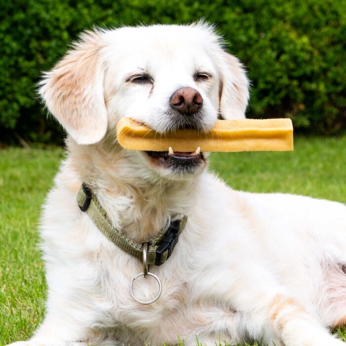 Käsekauknochen aus schmackhaften vegetarischer Hartkäse von Dauerkauer mit Golden Retriever kauend