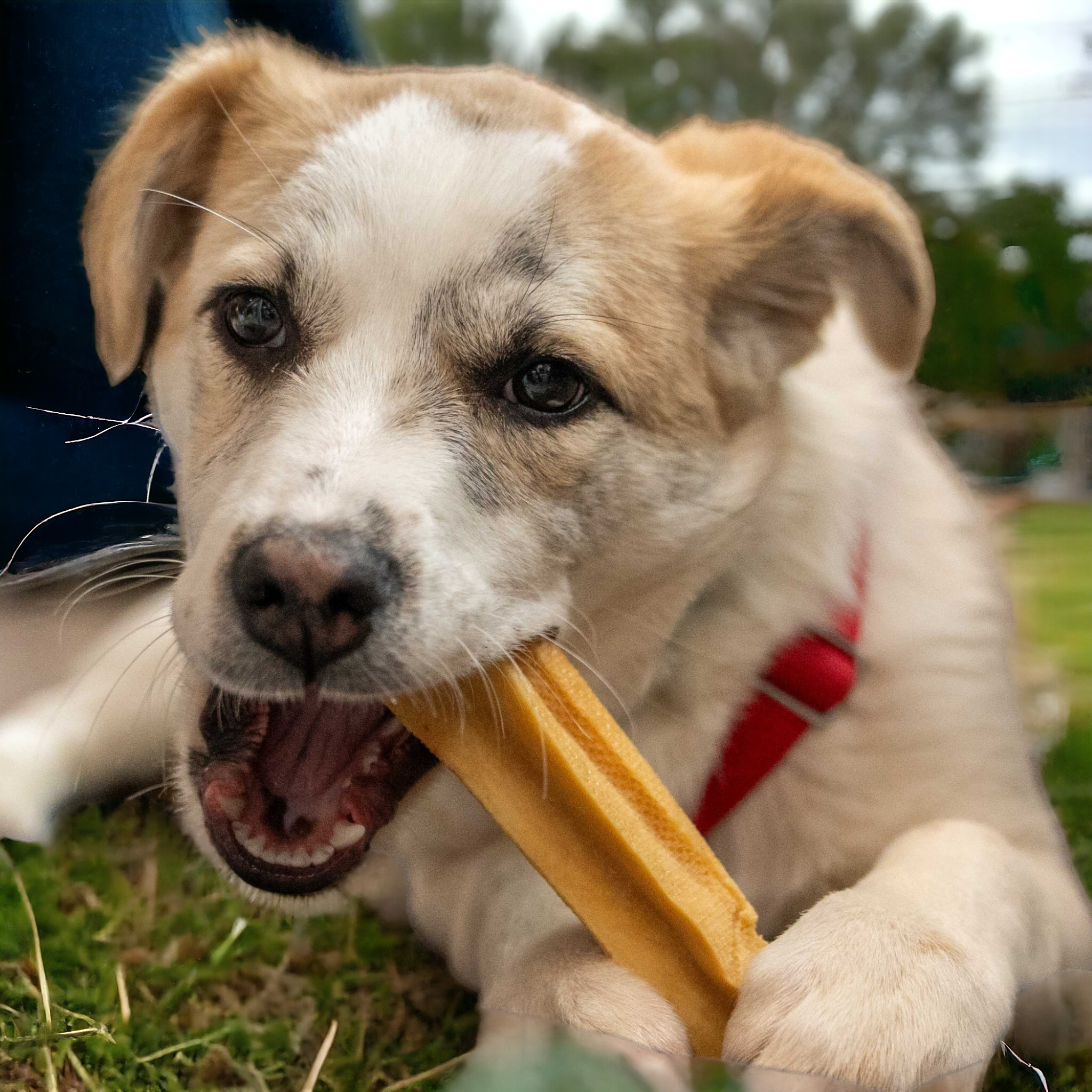 Käsekauknochen aus schmackhaften vegetarischer Hartkäse von Dauerkauer mit kleinem Hund kauend