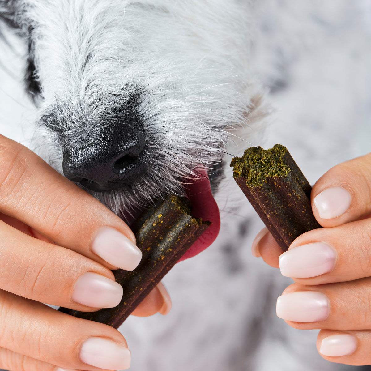 Dog enjoying Haut & Fell Drops for healthy skin and shiny coat.