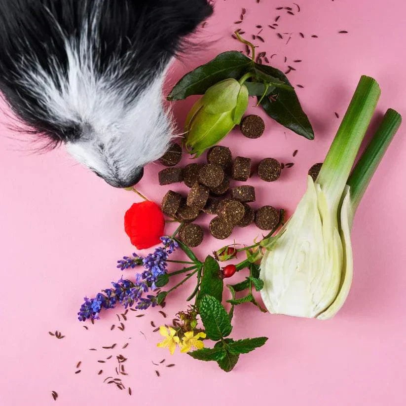 Chillout Drops for Dogs with Natural Ingredients Including Lavender, Valerian, and St. John's Wort on Pink Background.