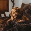 Rundes handgemachtes Hundekissen aus langem Schaffell in Dunkelbraun.