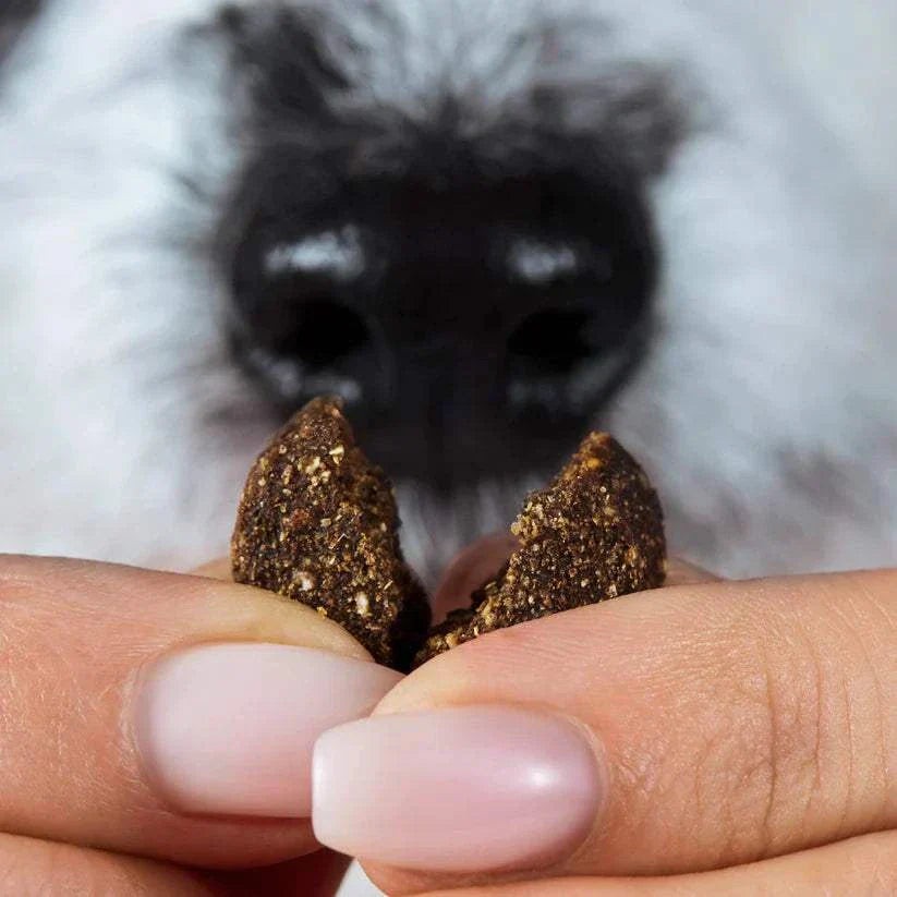 Dog sniffing natural Chillout Drops for calming and relaxation.