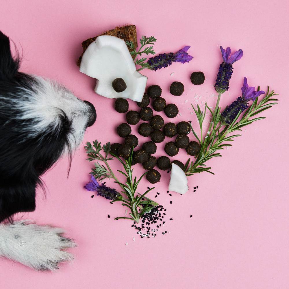 Dog sniffing natural herbal dog treats on pink background, part of Frühlings Bundle.