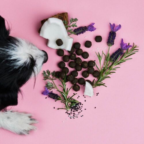 Dog sniffing natural herbal dog treats on pink background, part of Frühlings Bundle.