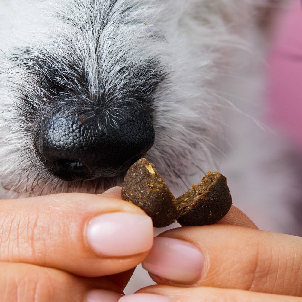 Dog enjoying Z-Snack, a natural cold-pressed treat for walks.